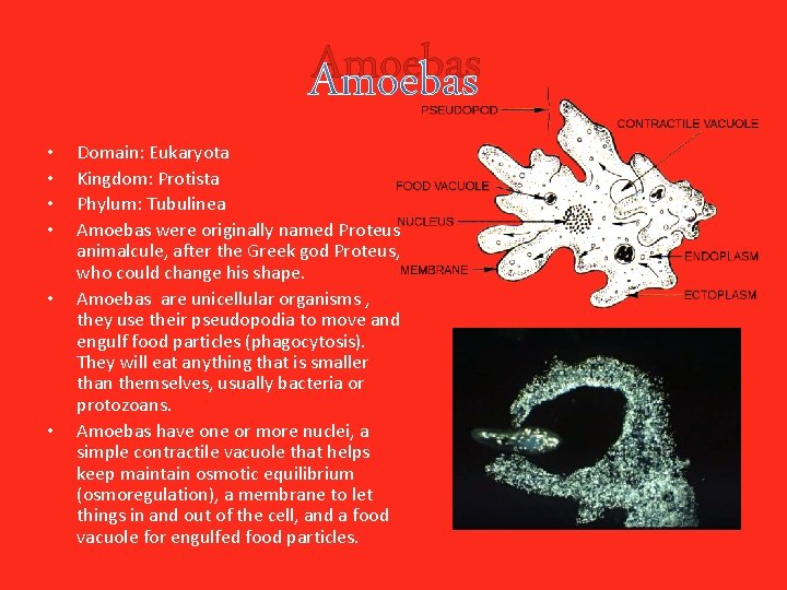 Amoebas • • • Domain: Eukaryota Kingdom: Protista Phylum: Tubulinea Amoebas were originally named