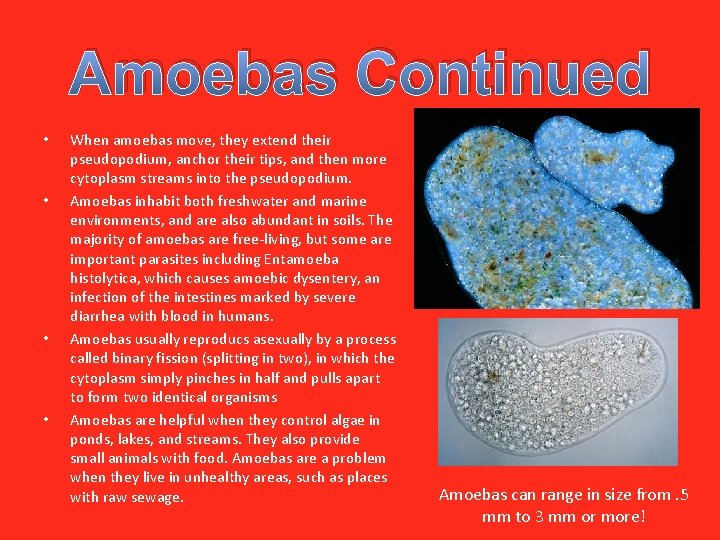 Amoebas Continued • • When amoebas move, they extend their pseudopodium, anchor their tips,