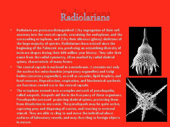 Radiolarians • • • Radiolaria are protozoa distinguished 1) by segregation of their soft