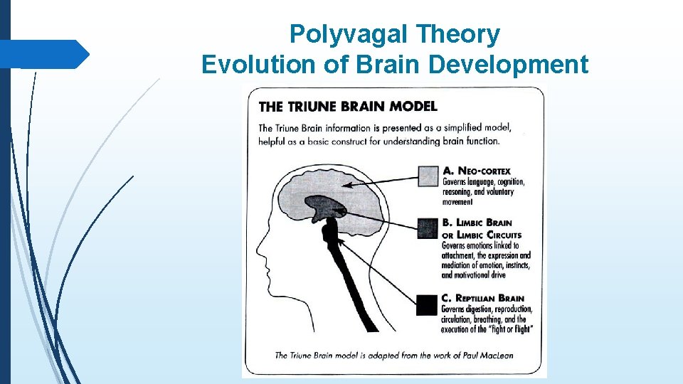 Polyvagal Theory Evolution of Brain Development 