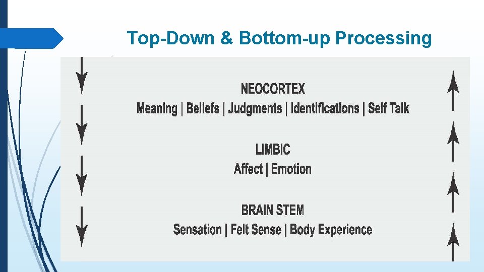 Top-Down & Bottom-up Processing 