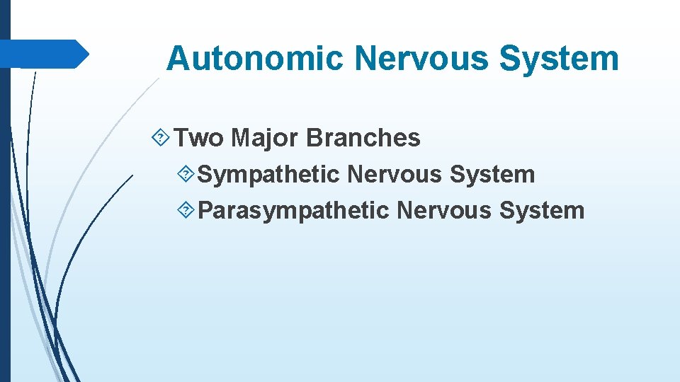 Autonomic Nervous System Two Major Branches Sympathetic Nervous System Parasympathetic Nervous System 