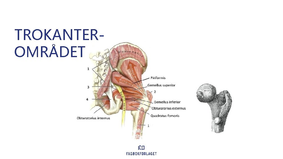 TROKANTEROMRÅDET • • From A. Neumann, Kinesiology of the Musculoskeletal System – Foundations for