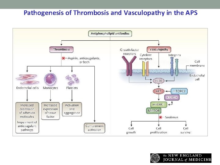 Pathogenesis of Thrombosis and Vasculopathy in the APS. Eikelboom JW, Weitz JI. N Engl Pathogenesis of Thrombosis and Vasculopathy in the APS. Eikelboom JW, Weitz JI. N Engl
