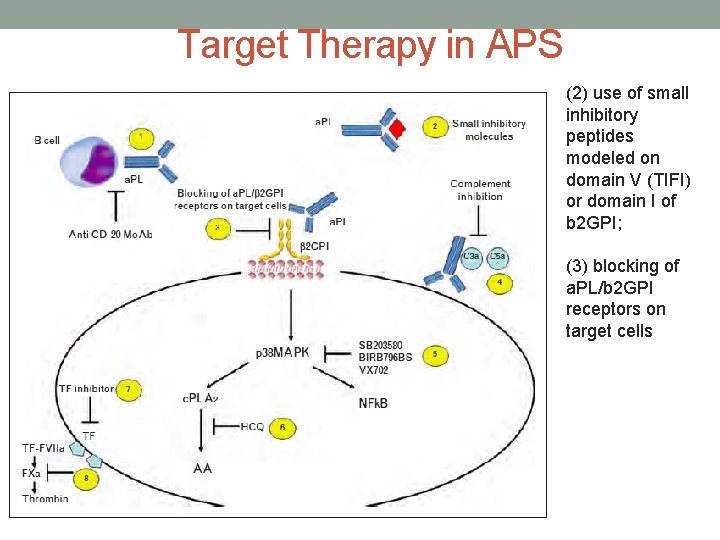 Target Therapy in APS (2) use of small inhibitory peptides modeled on domain V Target Therapy in APS (2) use of small inhibitory peptides modeled on domain V