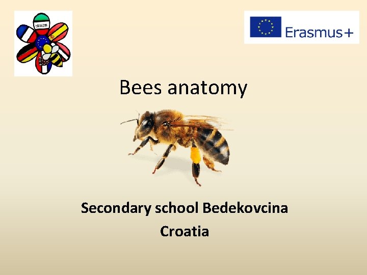 Bees anatomy Secondary school Bedekovcina Croatia 