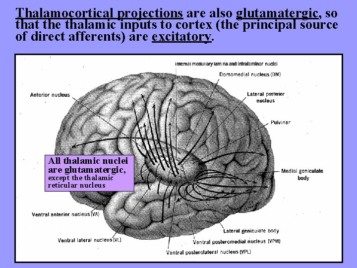 Thalamocortical projections are also glutamatergic, so that the thalamic inputs to cortex (the principal