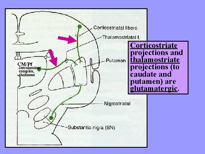 CM/Pf Intralaminar complex, thalamus Corticostriate projections and thalamostriate projections (to caudate and putamen) are