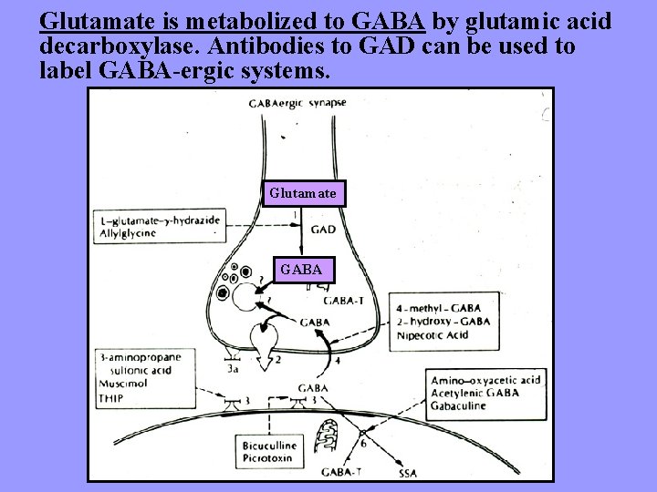 Glutamate is metabolized to GABA by glutamic acid decarboxylase. Antibodies to GAD can be