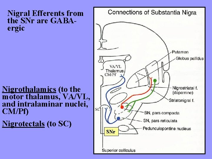Nigral Efferents from the SNr are GABAergic Nigrothalamics (to the motor thalamus, VA/VL, and