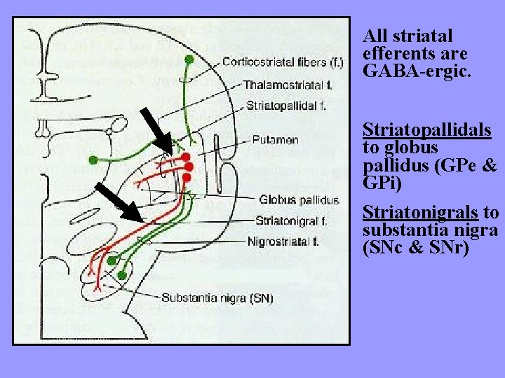 All striatal efferents are GABA-ergic. Striatopallidals to globus pallidus (GPe & GPi) Striatonigrals to
