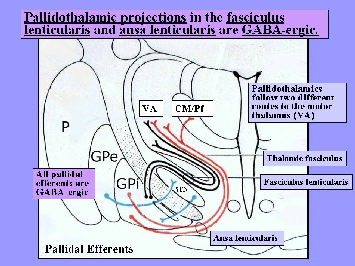 Pallidothalamic projections in the fasciculus lenticularis and ansa lenticularis are GABA-ergic. VA CM/Pf Pallidothalamics