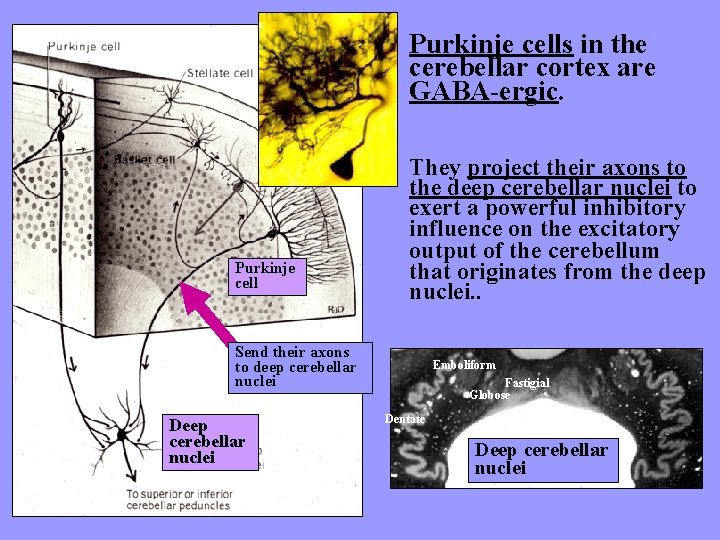 Purkinje cells in the cerebellar cortex are GABA-ergic. Purkinje cell They project their axons
