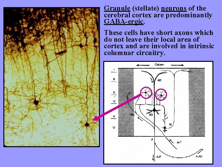 Granule (stellate) neurons of the cerebral cortex are predominantly GABA-ergic. These cells have short