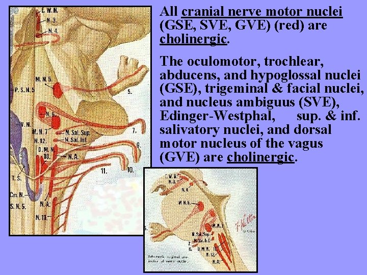 All cranial nerve motor nuclei (GSE, SVE, GVE) (red) are cholinergic. The oculomotor, trochlear,