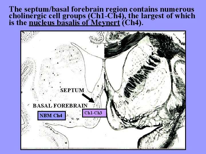 The septum/basal forebrain region contains numerous cholinergic cell groups (Ch 1 -Ch 4), the