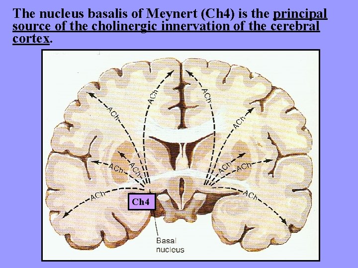 The nucleus basalis of Meynert (Ch 4) is the principal source of the cholinergic