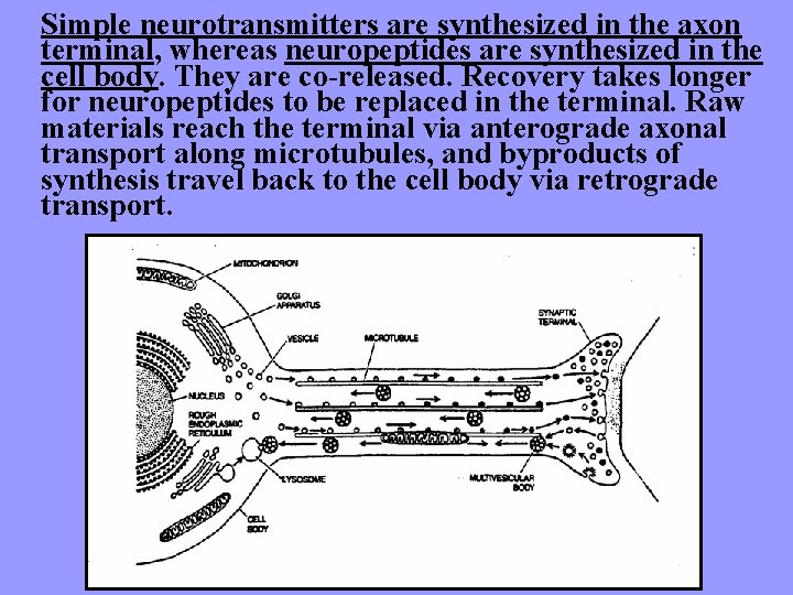 Simple neurotransmitters are synthesized in the axon terminal, whereas neuropeptides are synthesized in the