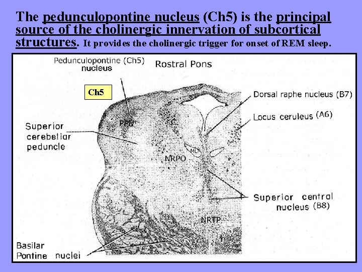 The pedunculopontine nucleus (Ch 5) is the principal source of the cholinergic innervation of