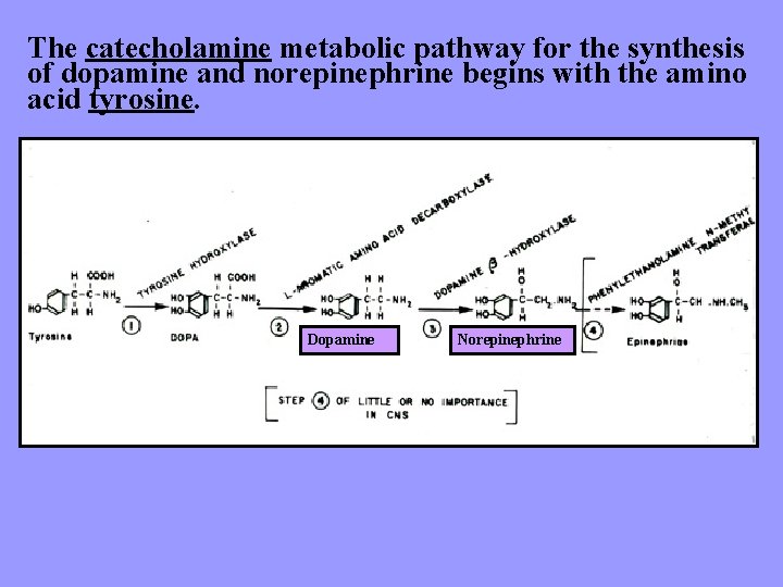 The catecholamine metabolic pathway for the synthesis of dopamine and norepinephrine begins with the