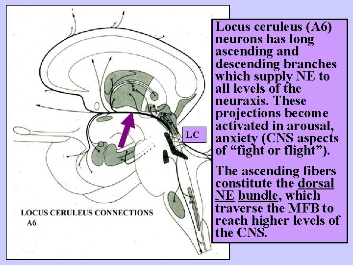 LC Locus ceruleus (A 6) neurons has long ascending and descending branches which supply