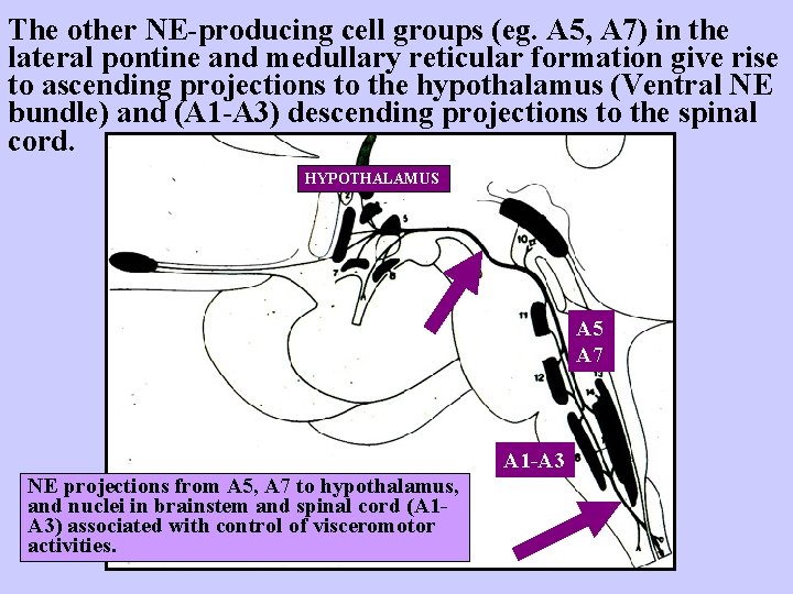 The other NE-producing cell groups (eg. A 5, A 7) in the lateral pontine