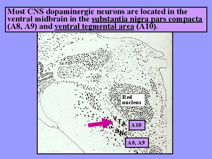 Most CNS dopaminergic neurons are located in the ventral midbrain in the substantia nigra Most CNS dopaminergic neurons are located in the ventral midbrain in the substantia nigra