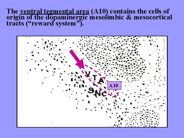 The ventral tegmental area (A 10) contains the cells of origin of the dopaminergic