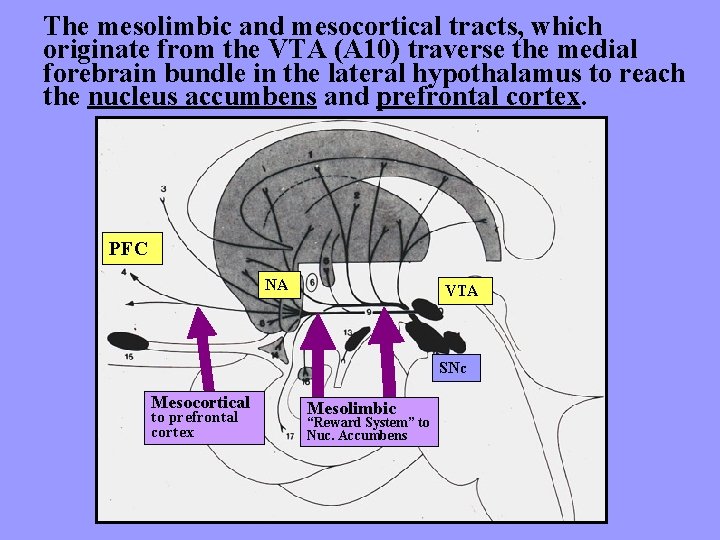 The mesolimbic and mesocortical tracts, which originate from the VTA (A 10) traverse the