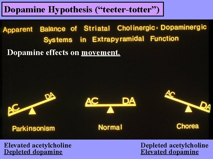 Dopamine Hypothesis (“teeter-totter”) Dopamine effects on movement. Elevated acetylcholine Depleted dopamine Depleted acetylcholine Elevated