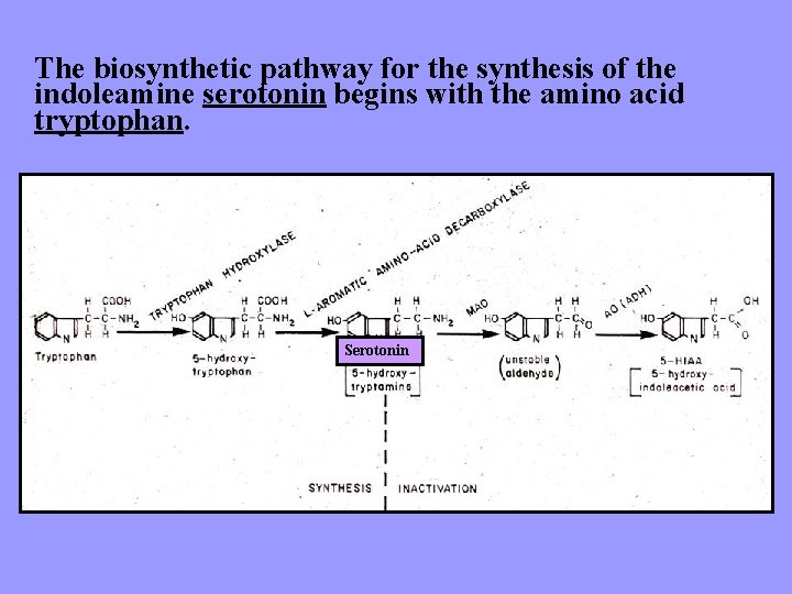 The biosynthetic pathway for the synthesis of the indoleamine serotonin begins with the amino