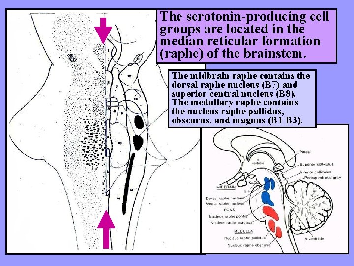 The serotonin-producing cell groups are located in the median reticular formation (raphe) of the