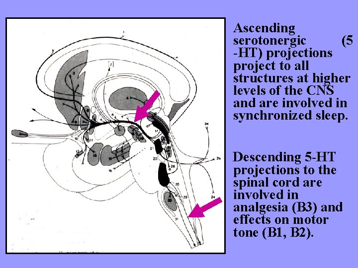 Ascending serotonergic (5 -HT) projections project to all structures at higher levels of the