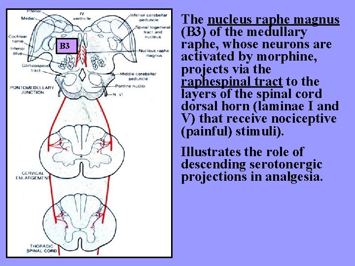 B 3 The nucleus raphe magnus (B 3) of the medullary raphe, whose neurons