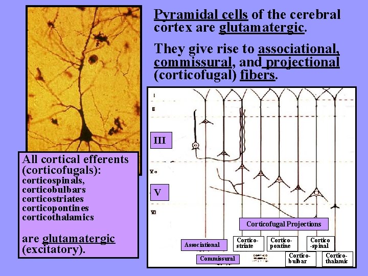 Pyramidal cells of the cerebral cortex are glutamatergic. They give rise to associational, commissural,