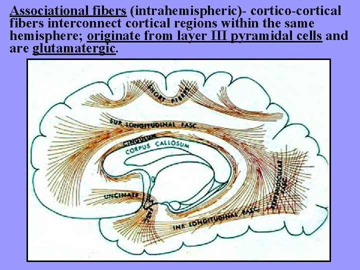 Associational fibers (intrahemispheric)- cortico-cortical fibers interconnect cortical regions within the same hemisphere; originate from