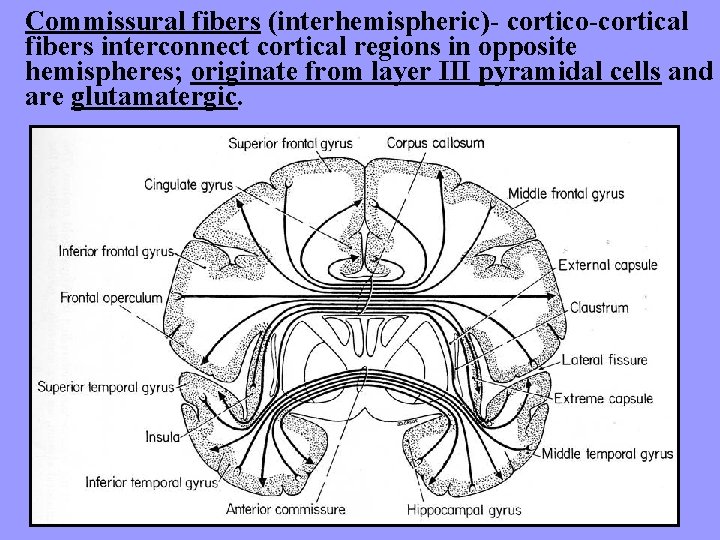 Commissural fibers (interhemispheric)- cortico-cortical fibers interconnect cortical regions in opposite hemispheres; originate from layer