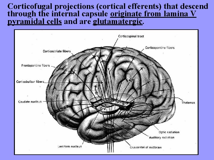 Corticofugal projections (cortical efferents) that descend through the internal capsule originate from lamina V