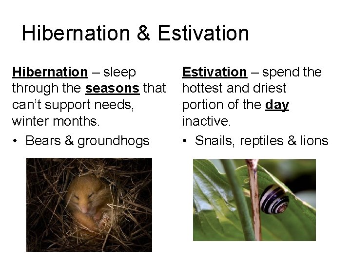 Hibernation & Estivation Hibernation – sleep through the seasons that can’t support needs, winter