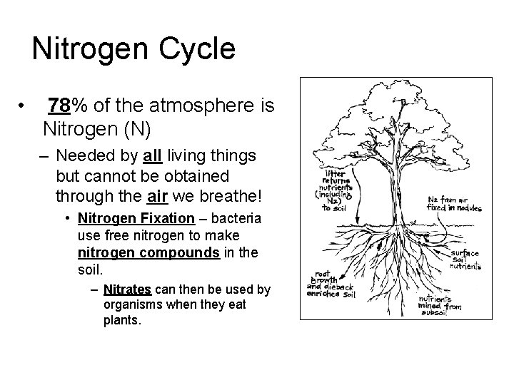 Nitrogen Cycle • 78% of the atmosphere is Nitrogen (N) – Needed by all