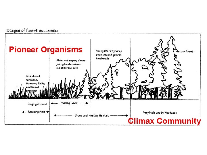 Pioneer Organisms Climax Community 