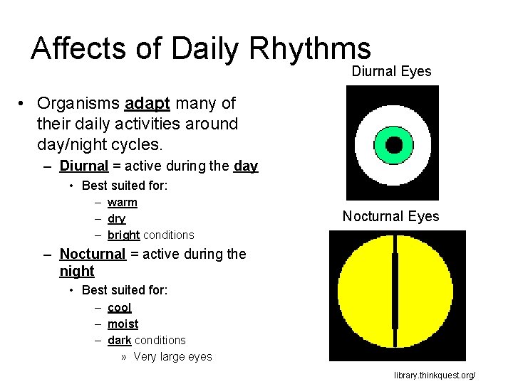 Affects of Daily Rhythms Diurnal Eyes • Organisms adapt many of their daily activities