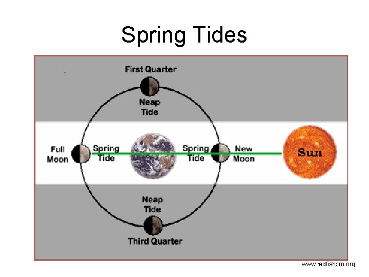 Spring Tides www. redfishpro. org 