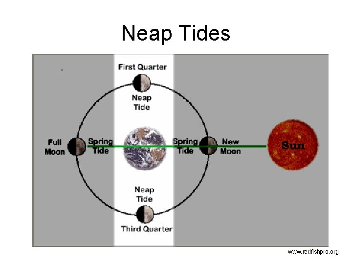 Neap Tides www. redfishpro. org 