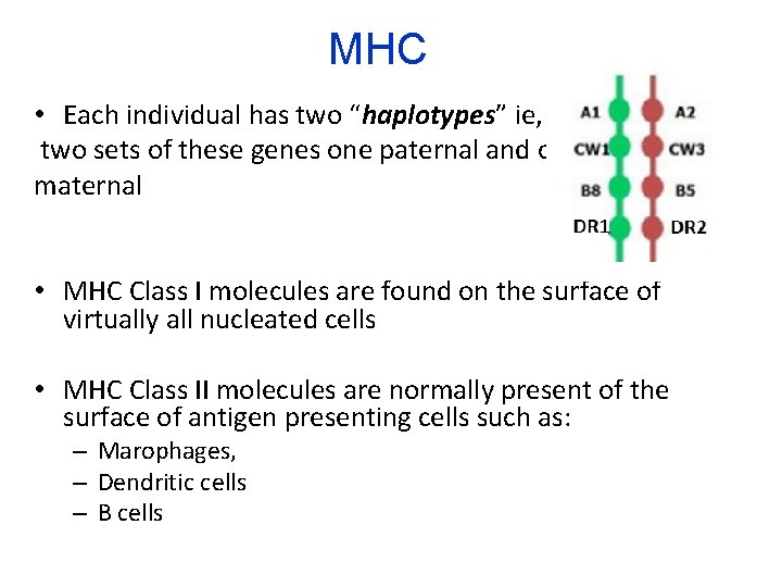 MHC • Each individual has two “haplotypes” ie, two sets of these genes one
