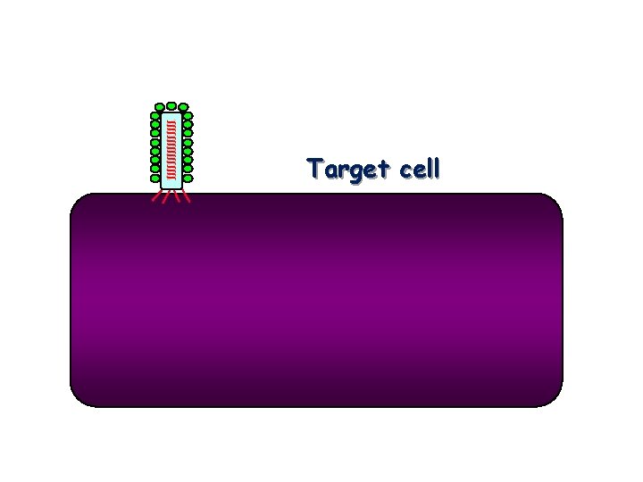 Target cell 