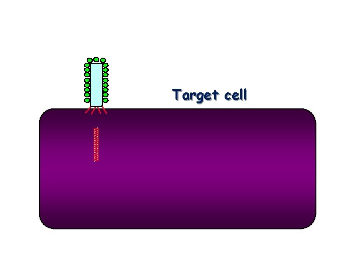 Target cell 