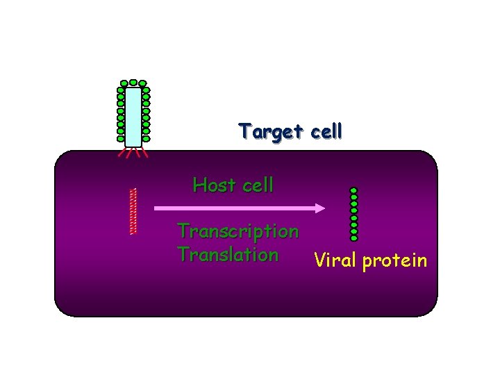 Target cell Host cell Transcription Translation Viral protein 