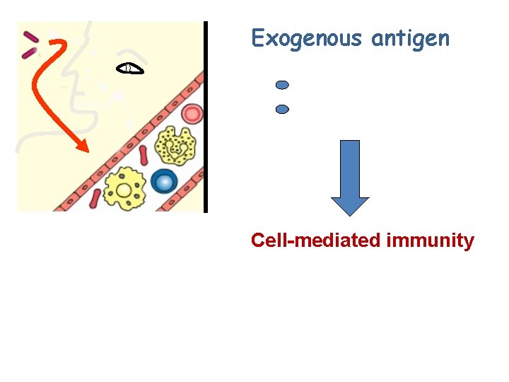 Exogenous antigen Microbes Proteins Cell-mediated immunity 