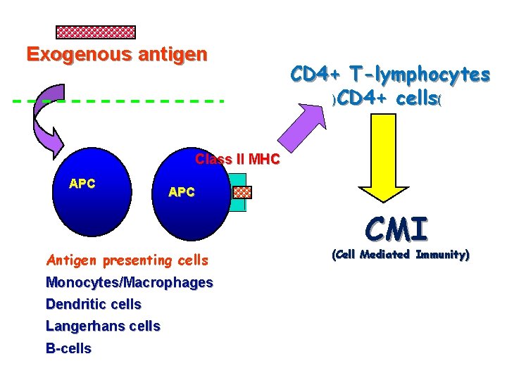 Exogenous antigen CD 4+ T-lymphocytes )CD 4+ cells( Class II MHC APC Antigen presenting